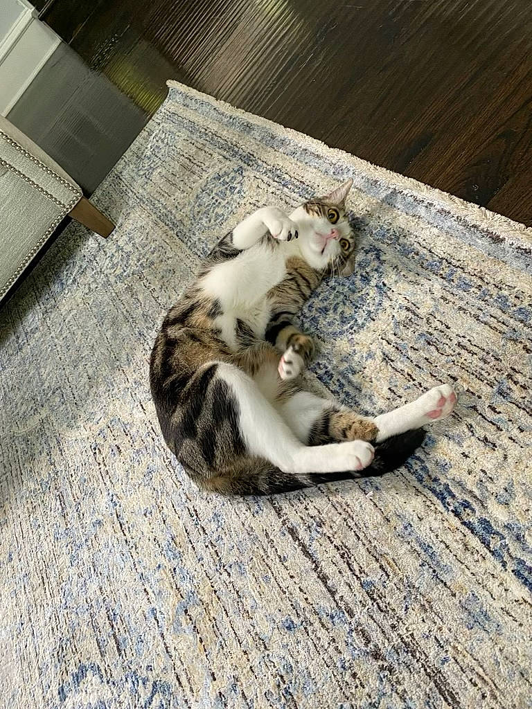 Finn joined the competition — help win amazing prizes! carnivore, cat, claw, comfort, domestic_short_haired_cat, felidae, floor, flooring, fur, grey, hardwood, paw, small_to_medium_sized_cats, tail, terrestrial_animal, whiskers, wood, wood_flooring