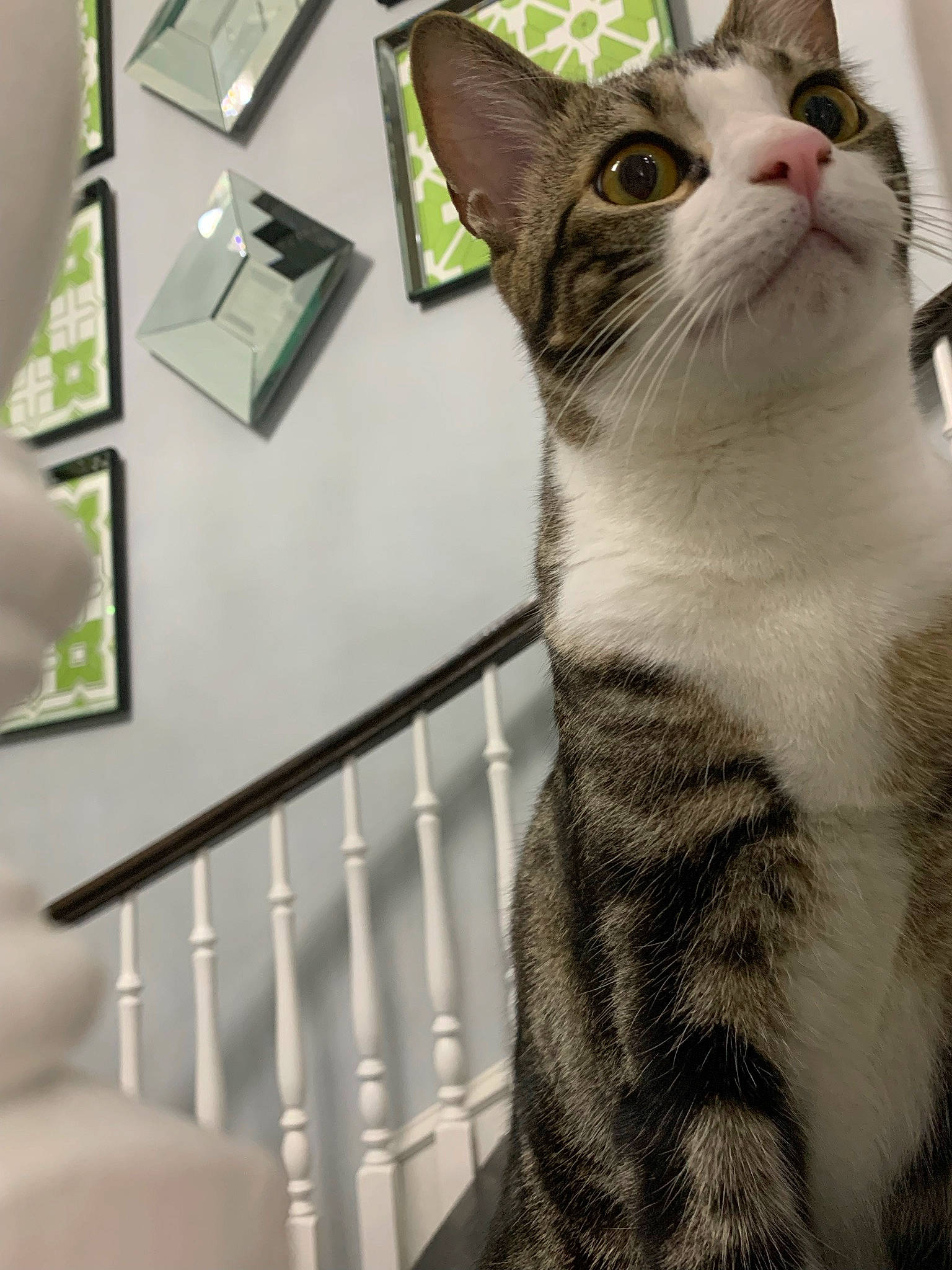 Finn is registered to the contest to win money with this photo: box, carnivore, cat, collar, domestic_short_haired_cat, eye, felidae, fur, metal, paw, pet_supply, small_to_medium_sized_cats, snout, tail, whiskers, window