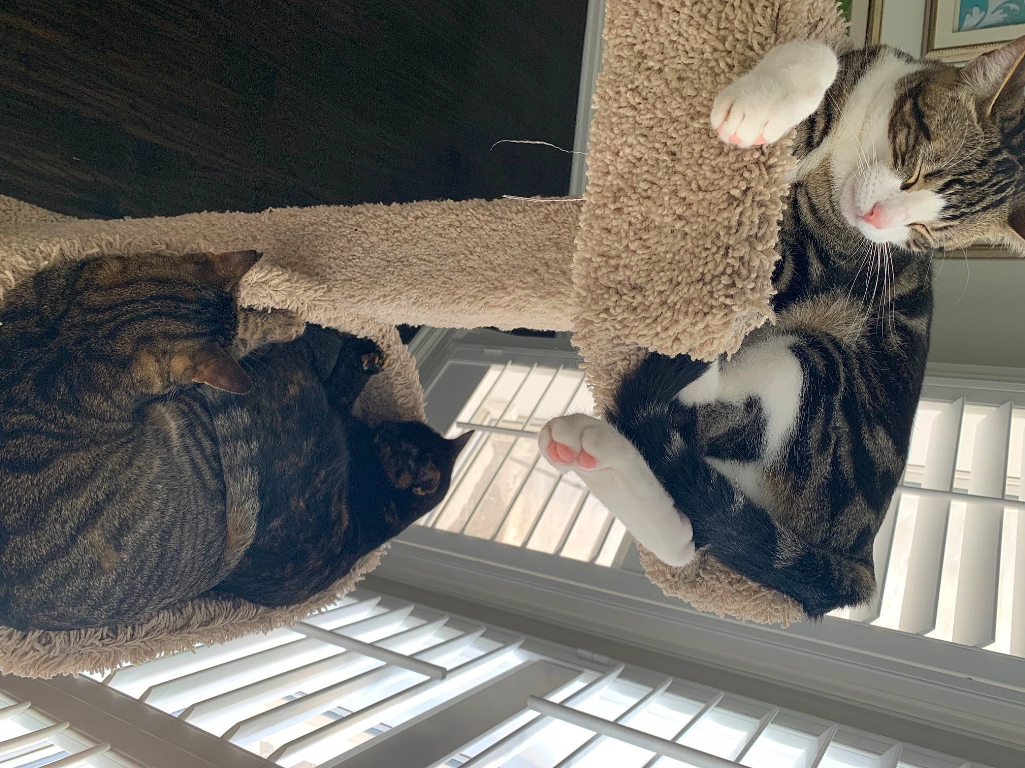 Beebs is registered to the contest to win money with this photo: carnivore, cat, comfort, couch, domestic_short_haired_cat, felidae, floor, flooring, fur, grey, human_leg, leg, organ, pattern, room, small_to_medium_sized_cats, tail, tree, whiskers, wood