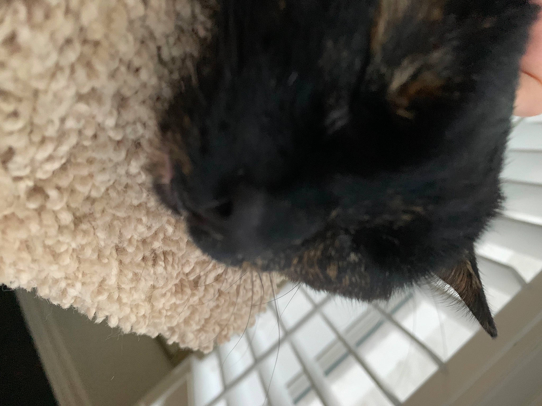 Beebs joined the competition — help win amazing prizes! black_cat, bombay, carnivore, cat, claw, dog_breed, domestic_short_haired_cat, felidae, fur, small_to_medium_sized_cats, snout, sporting_group, tail, terrestrial_animal, whiskers, woolen