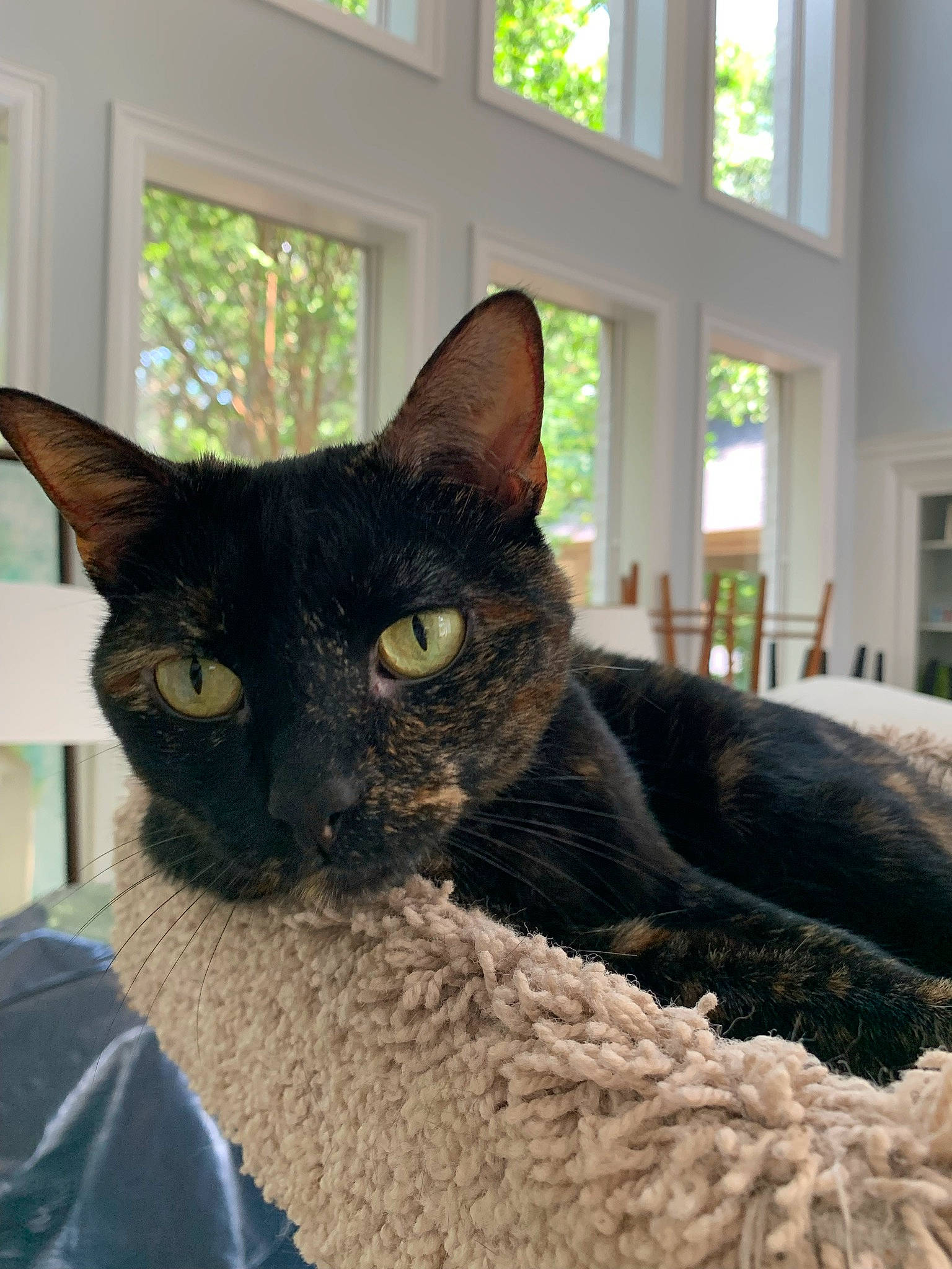 Beebs is registered to the contest to win money with this photo: carnivore, cat, cat_furniture, cat_supply, comfort, domestic_short_haired_cat, eye, felidae, fixture, fur, grey, mammal, room, sitting, small_to_medium_sized_cats, snout, terrestrial_animal, vertebrate, whiskers, window