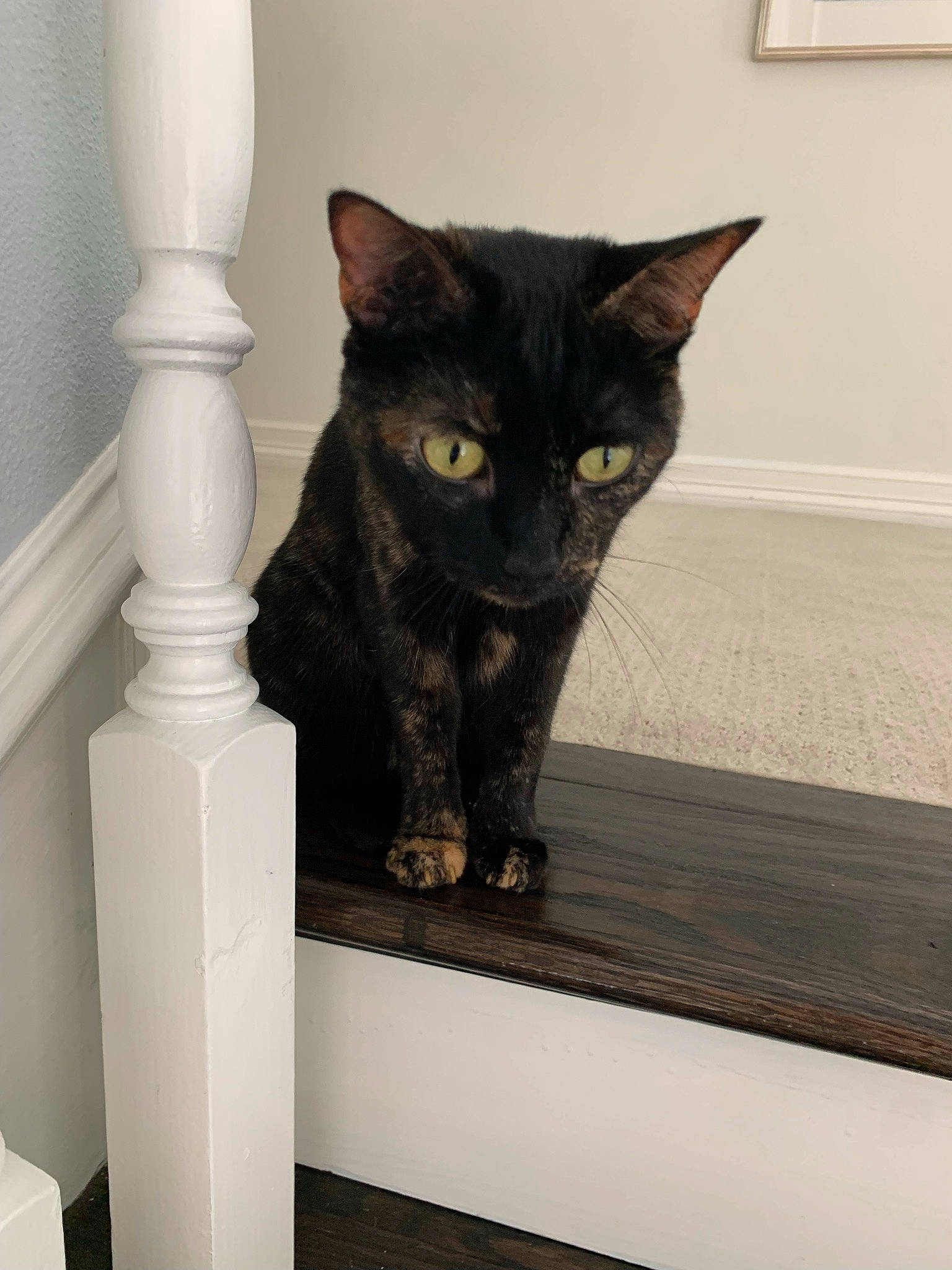 Beebs joined the competition — help win amazing prizes! baluster, black_cat, bombay, carnivore, cat, domestic_short_haired_cat, felidae, floor, flooring, fur, grey, hardwood, paw, room, small_to_medium_sized_cats, snout, stairs, tail, whiskers, wood