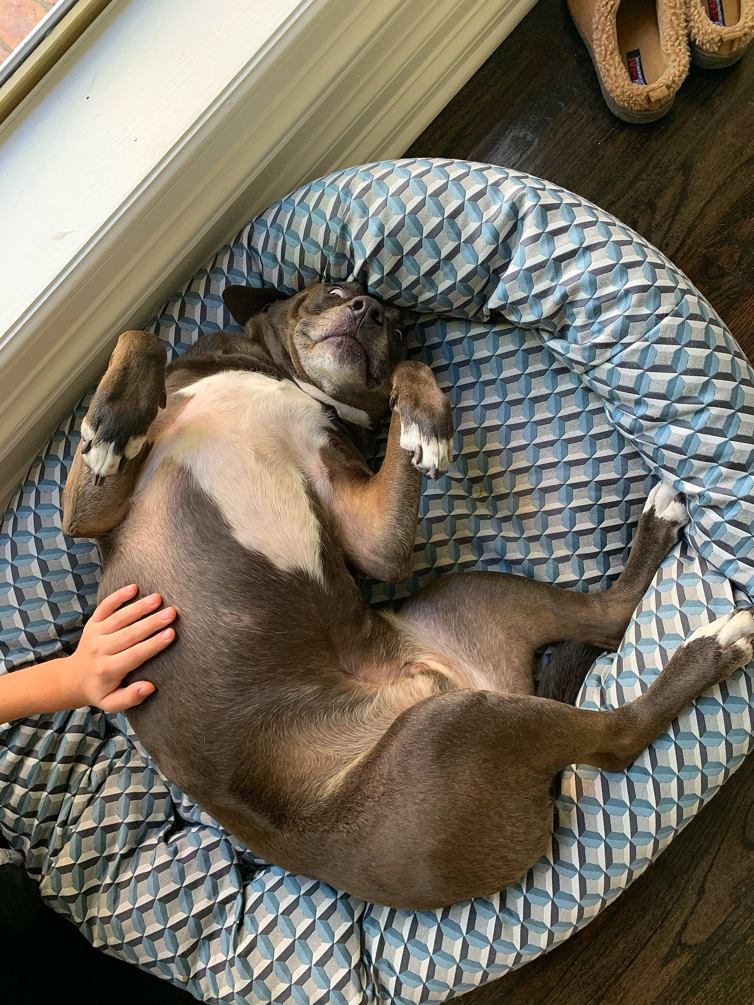 Toby joined the competition — help win amazing prizes! automotive_tire, canidae, carnivore, comfort, companion_dog, dog, dog_breed, fawn, flooring, hardwood, liver, mechanical_fan, nap, sporting_group, terrestrial_animal, window, wood, working_animal