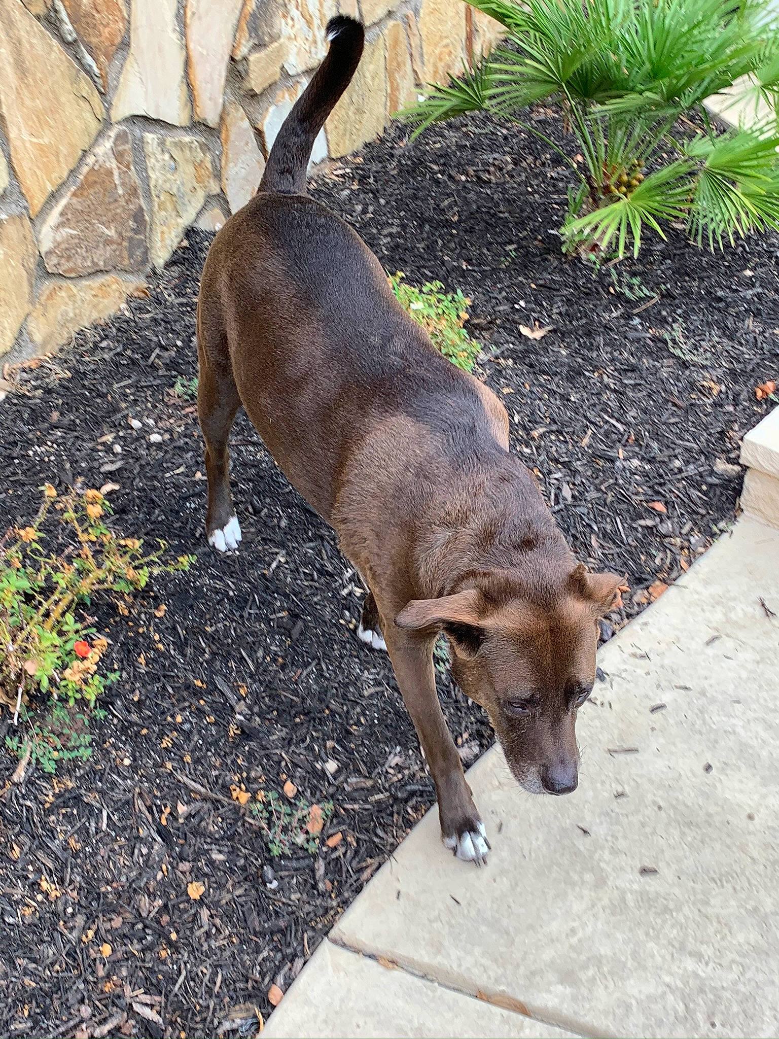 Toby is registered to the contest to win money with this photo: canidae, carnivore, collar, companion_dog, dog, dog_breed, fawn, grass, groundcover, leash, liver, plant, soil, sporting_group, street_dog, tail, terrestrial_animal, terrestrial_plant, working_animal, working_dog