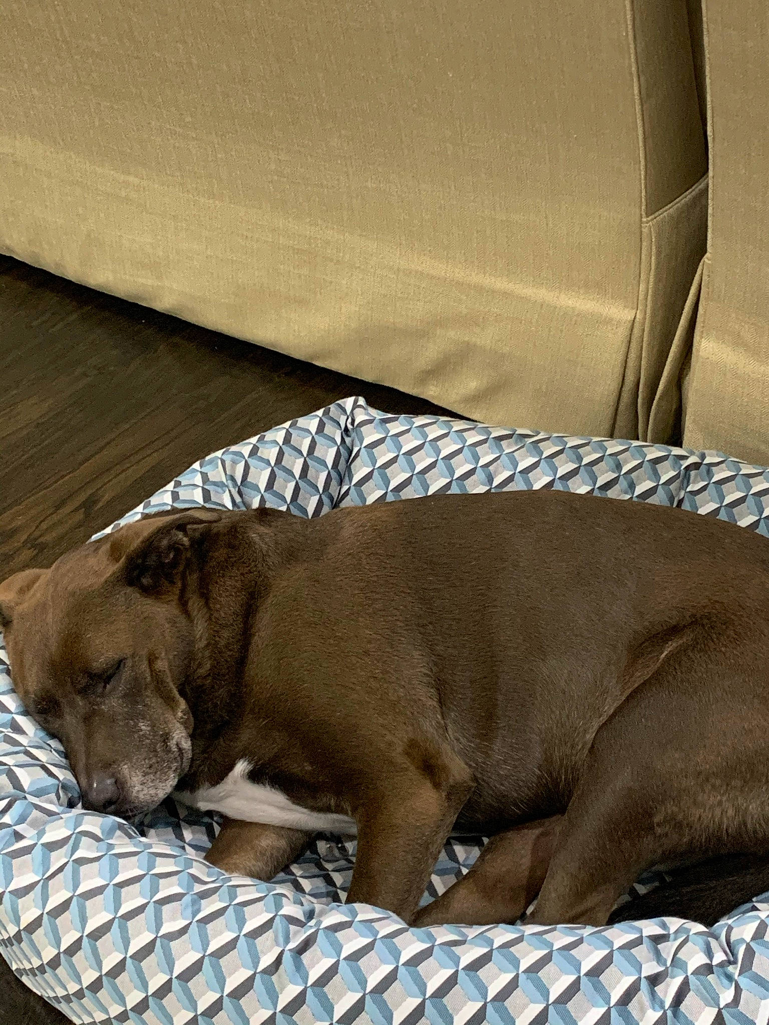 Toby joined the competition — help win amazing prizes! canidae, carnivore, comfort, companion_dog, dog, dog_breed, dog_supply, fawn, gun_dog, hardwood, linens, liver, mammal, nap, pet_supply, sporting_group, terrestrial_animal, whiskers, wood, working_animal