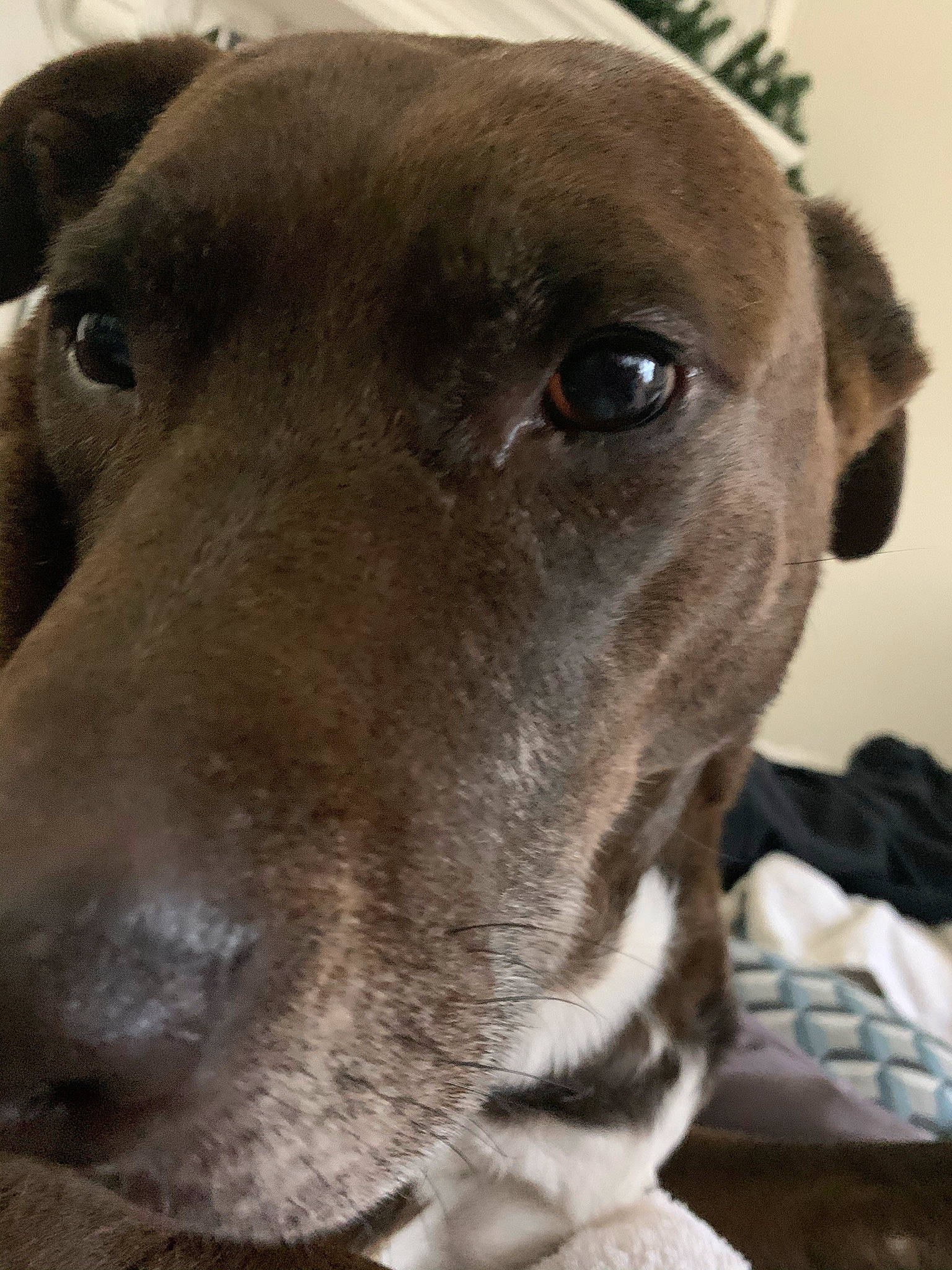 Toby joined the competition — help win amazing prizes! canidae, carnivore, collar, companion_dog, dog, dog_breed, dog_collar, ear, fawn, hunting_dog, liver, non_sporting_group, pet_supply, rampur_greyhound, sighthound, sporting_group, terrestrial_animal, whiskers, working_animal