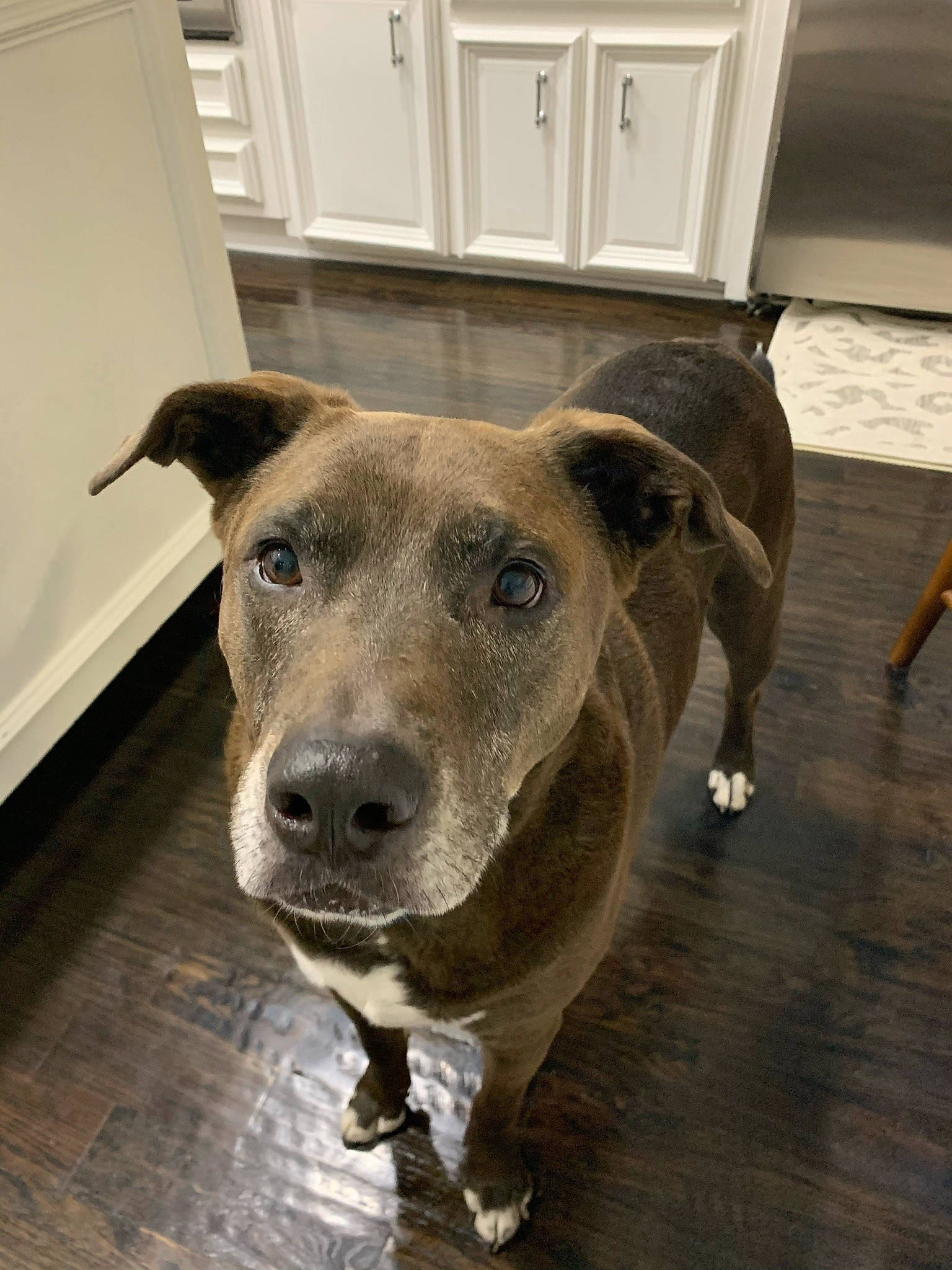 Toby is registered to the contest to win money with this photo: cabinetry, canidae, carnivore, chair, collar, companion_dog, dog, dog_breed, dog_collar, drawer, fawn, floor, flooring, fur, hardwood, pet_supply, terrestrial_animal, whiskers, wood, working_animal