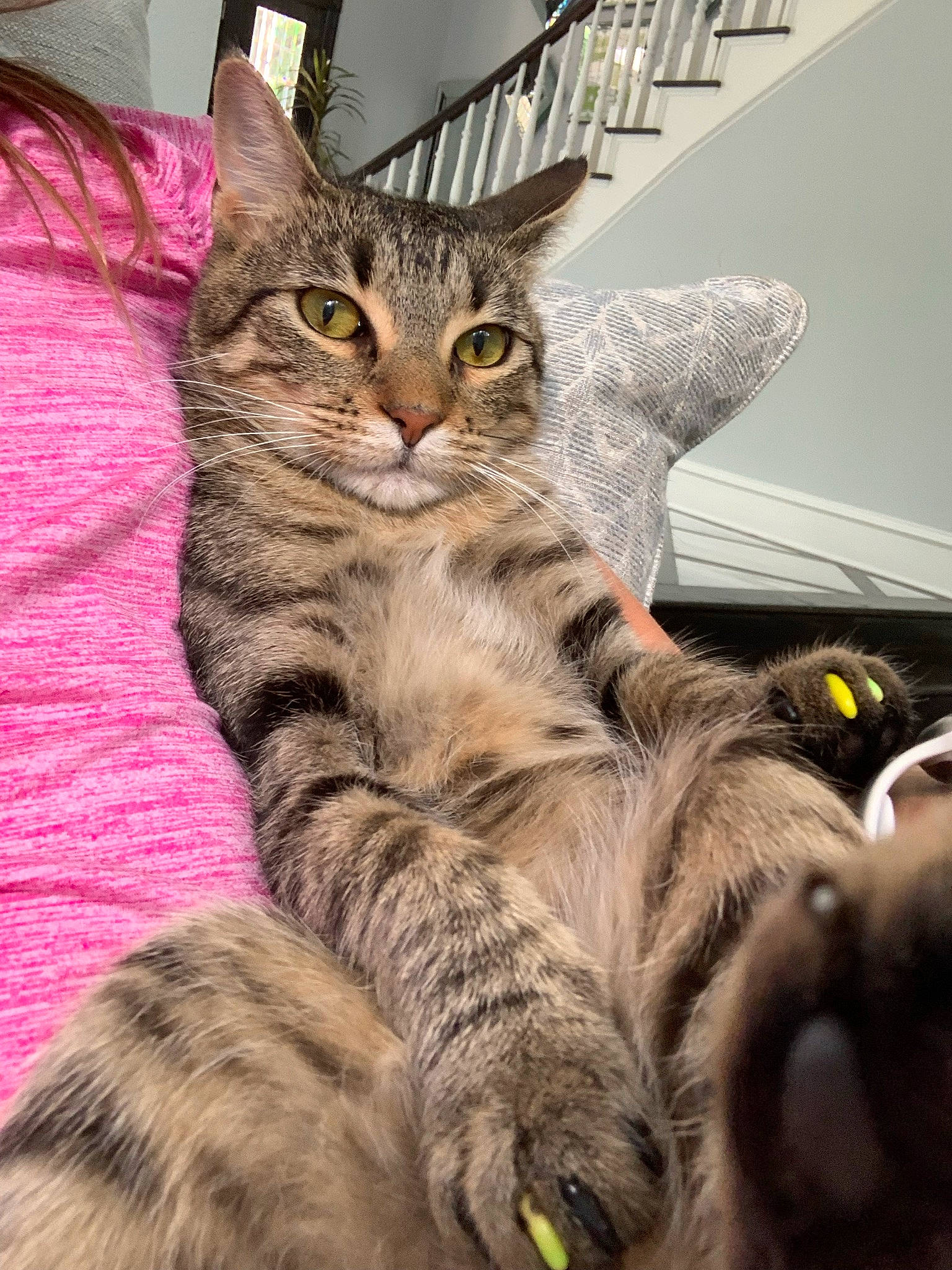 Biscuit is registered to the contest to win money with this photo: carnivore, cat, claw, close_up, comfort, domestic_short_haired_cat, fawn, felidae, foot, fur, nap, paw, sitting, small_to_medium_sized_cats, snout, tail, terrestrial_animal, whiskers, wildlife