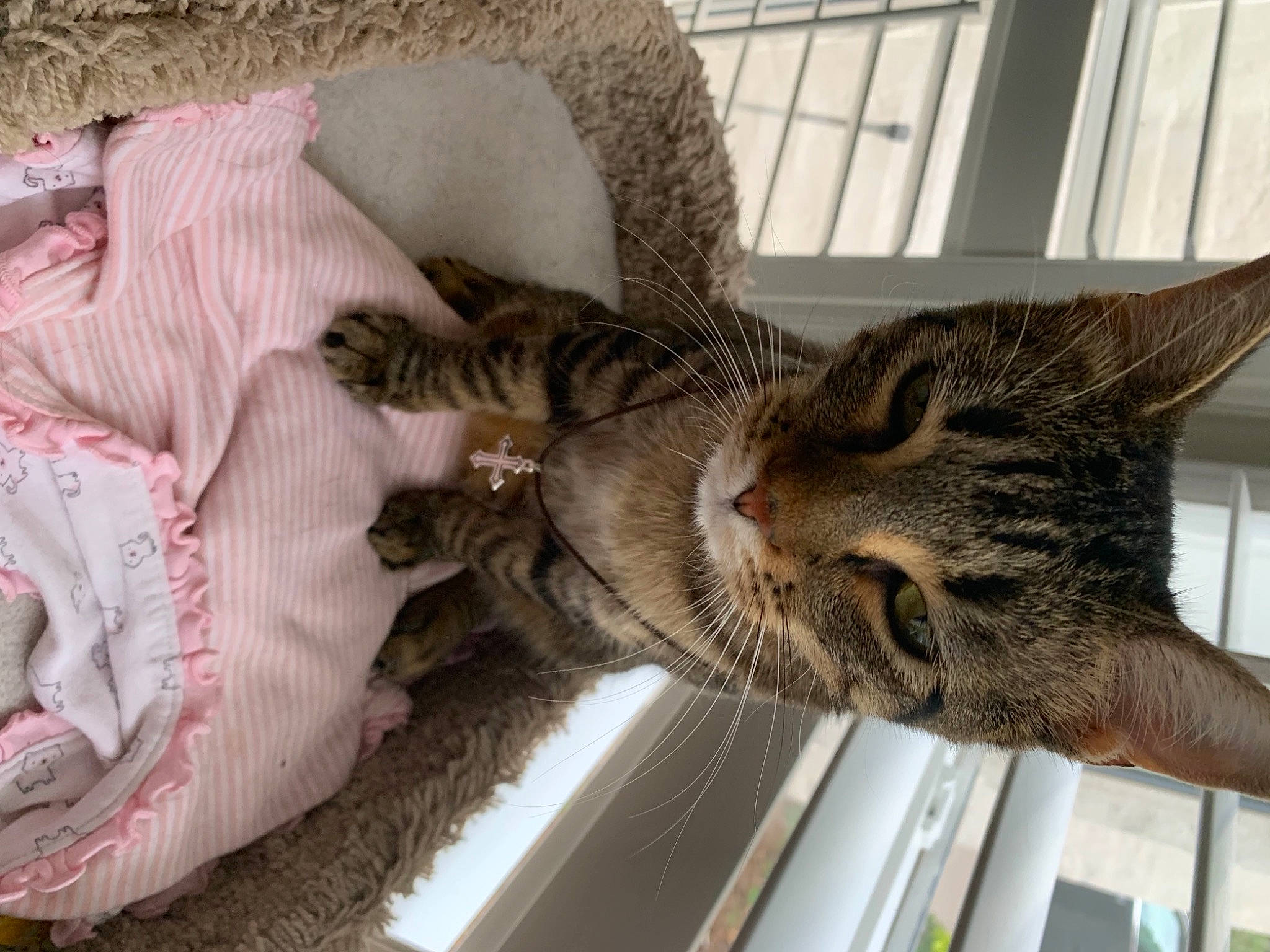 Biscuit is registered to the contest to win money with this photo: carnivore, cat, cat_supply, claw, comfort, domestic_short_haired_cat, felidae, fur, linens, mammal, pattern, paw, small_to_medium_sized_cats, snout, tail, textile, tree, vertebrate, whiskers, window