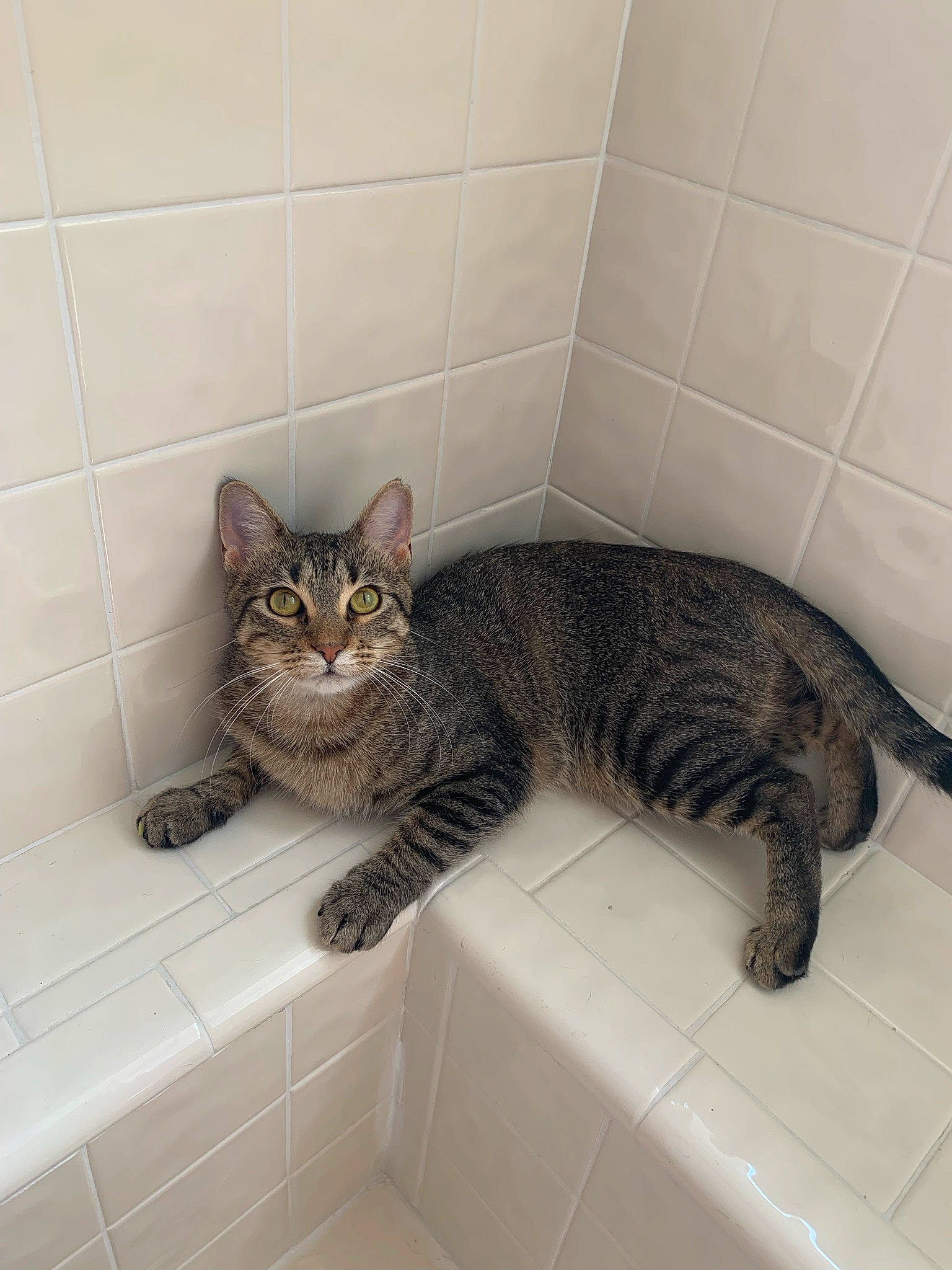 Biscuit joined the competition — help win amazing prizes! bathroom, bathtub, carnivore, cat, comfort, domestic_short_haired_cat, eye, felidae, floor, flooring, fur, paw, plumbing, plumbing_fixture, small_to_medium_sized_cats, snout, tail, terrestrial_animal, tile, whiskers