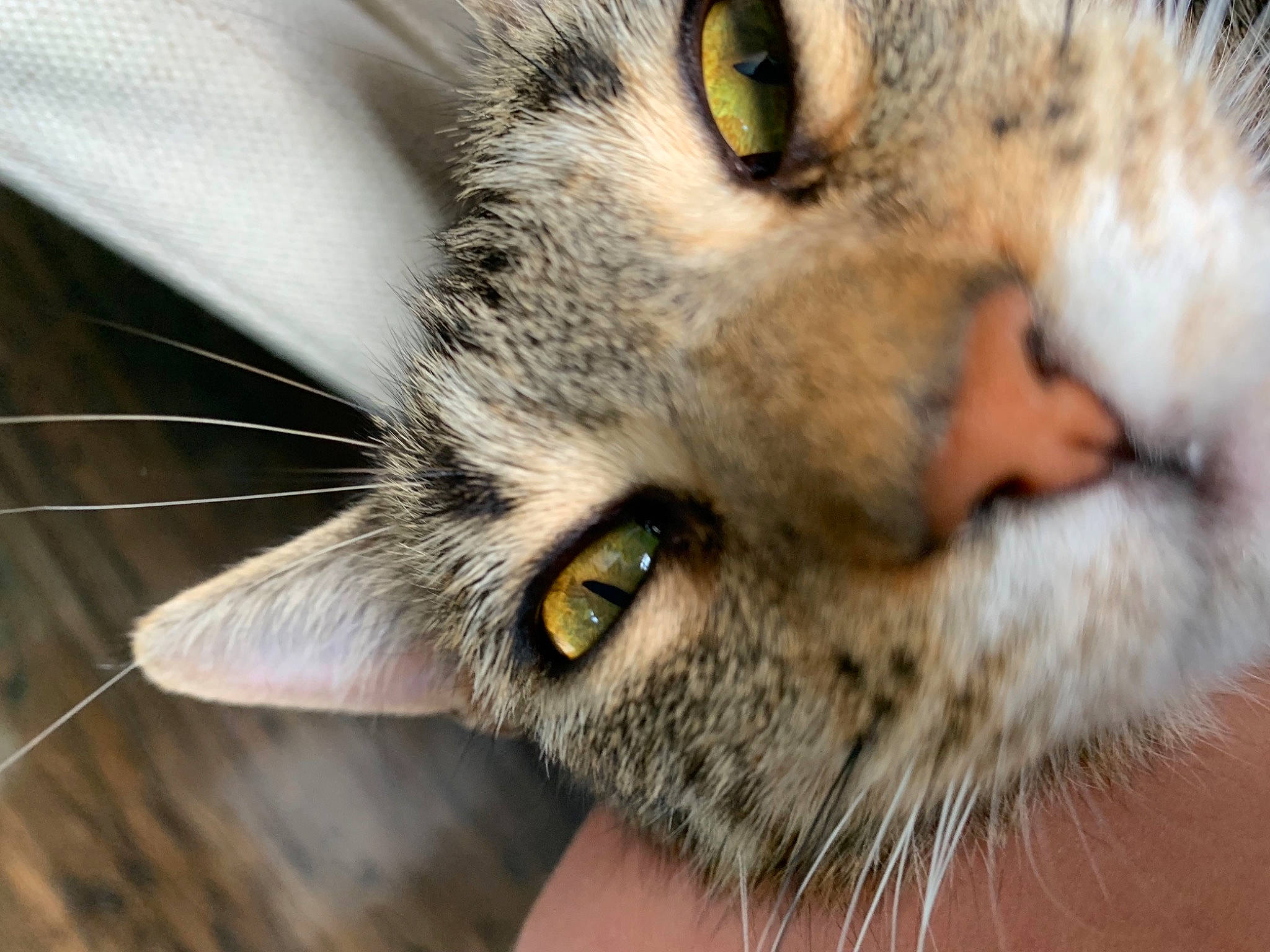 Biscuit joined the competition — help win amazing prizes! carnivore, cat, close_up, domestic_short_haired_cat, ear, felidae, fur, macro_photography, paw, photography, small_to_medium_sized_cats, snout, terrestrial_animal, whiskers, wildlife