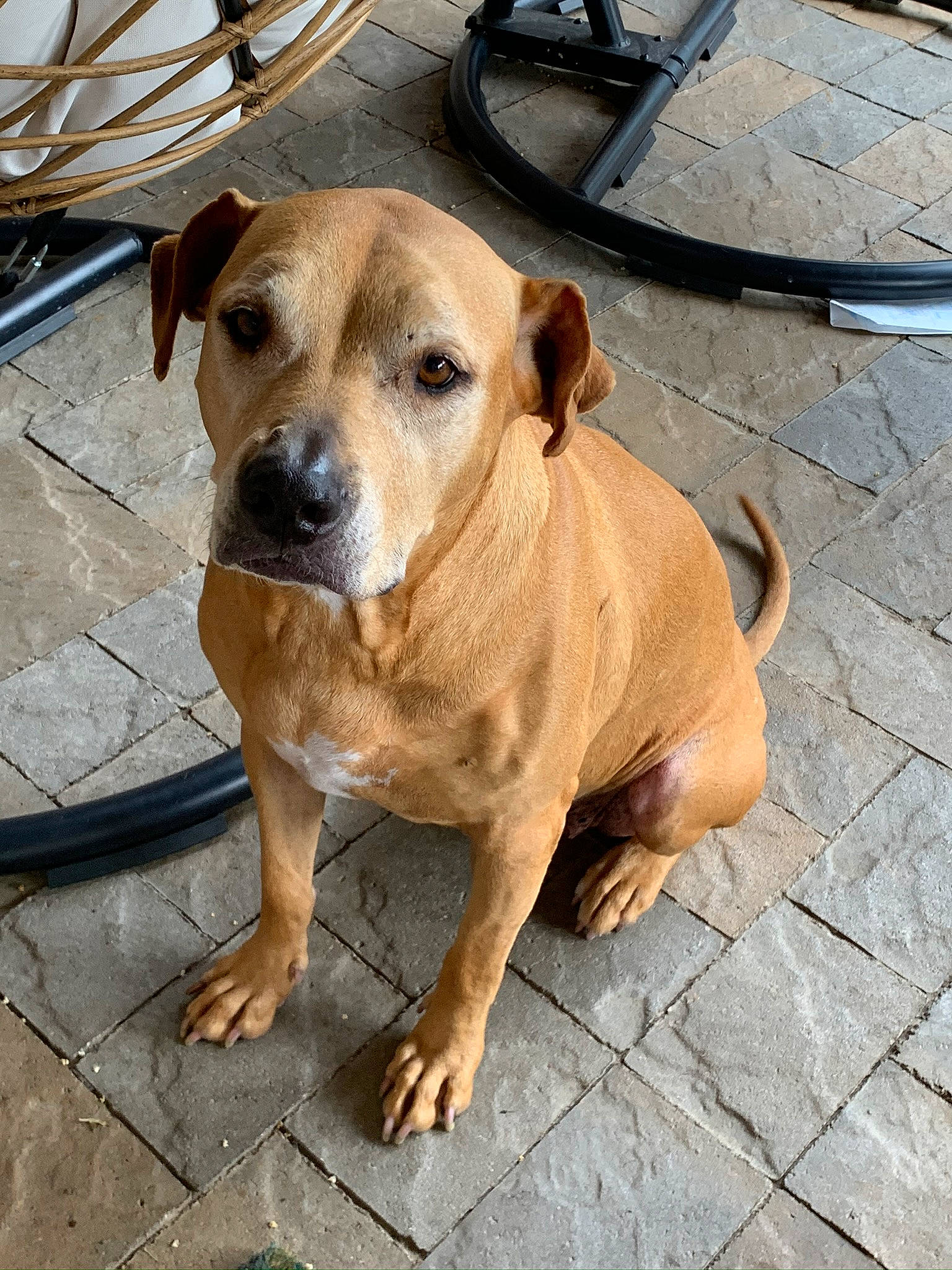 Whitney is registered to the contest to win money with this photo: canidae, carnivore, collar, companion_dog, dog, dog_breed, dog_collar, fawn, flagstone, flooring, guard_dog, paw, plant, puppy, road_surface, sporting_group, street_dog, whiskers, working_animal, working_dog