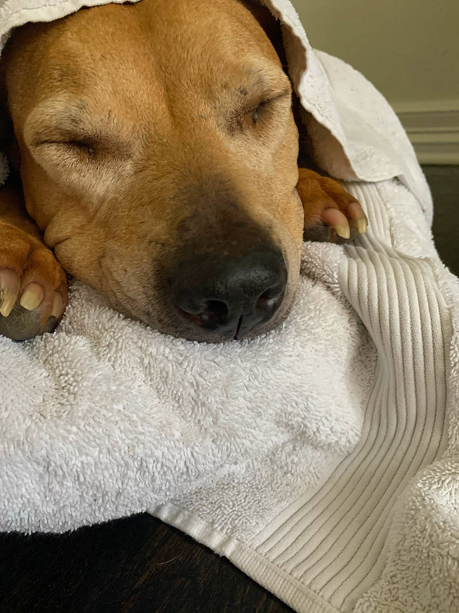 Whitney joined the competition — help win amazing prizes! canidae, carnivore, comfort, companion_dog, dog, dog_breed, dog_supply, ear, fawn, fur, jaw, linens, paw, pet_supply, retriever, snout, sporting_group, whiskers, wood, working_animal