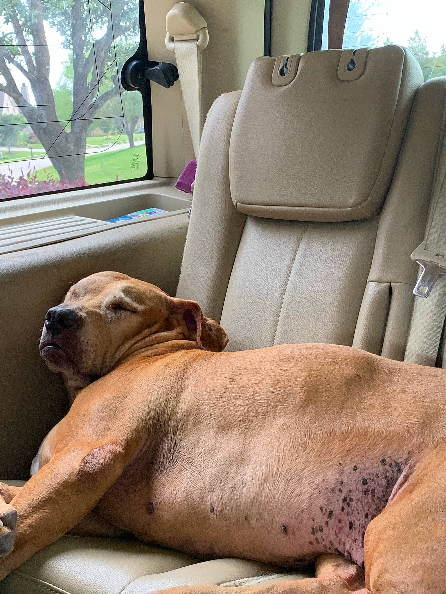 Whitney joined the competition — help win amazing prizes! automotive_design, car, car_seat, car_seat_cover, carnivore, comfort, companion_dog, dog, dog_breed, fawn, head_restraint, liver, motor_vehicle, plant, snout, vehicle, vehicle_door, window, working_animal, wrinkle