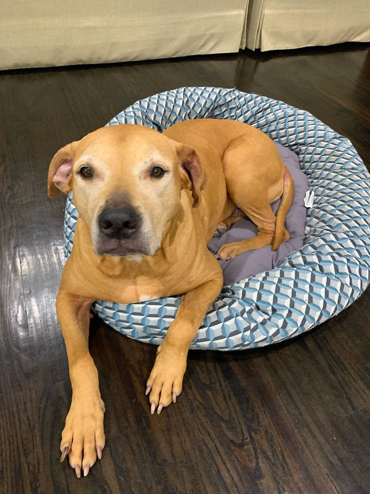 Whitney joined the competition — help win amazing prizes! carnivore, collar, comfort, companion_dog, dog, dog_breed, dog_clothes, dog_collar, dog_supply, fawn, floor, flooring, hardwood, pet_supply, sporting_group, tail, terrestrial_animal, whiskers, wood, working_animal