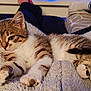 kitten, cat, tabby, fur, paws, blanket, cozy, indoor, relaxing, pet, animal, cute, sleepy, soft, home, resting, whiskers, young, legs, comfort