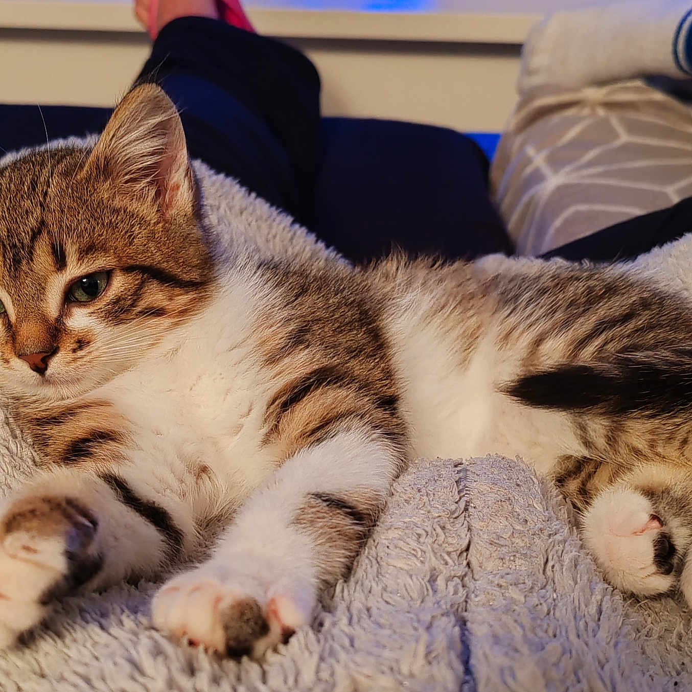 Paty a rejoint le concours — aidez-le/la à gagner de superbes lots ! animal, blanket, cat, comfort, cozy, cute, fur, home, indoor, kitten, legs, paws, pet, relaxing, resting, sleepy, soft, tabby, whiskers, young