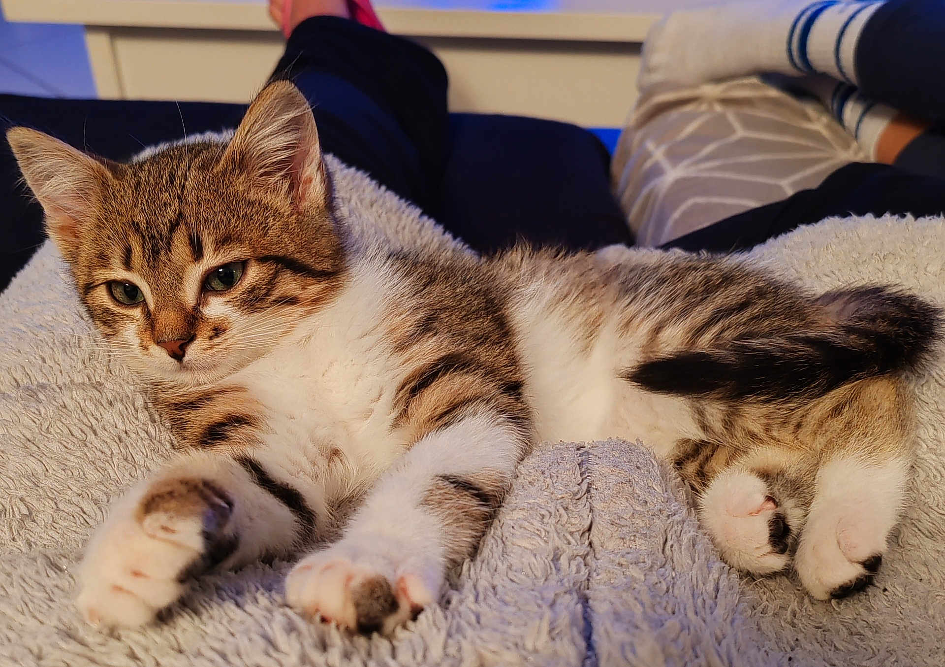Paty a rejoint le concours — aidez-le/la à gagner de superbes lots ! kitten, cat, tabby, fur, paws, blanket, cozy, indoor, relaxing, pet, animal, cute, sleepy, soft, home, resting, whiskers, young, legs, comfort
