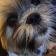 Ellie Mae is registered to the contest to win money with this photo: dog, close_up, fluffy, pet, animal, face, fur, nose, eyes, indoor, cute, curious, portrait, mammal, whiskers, domestic_animal, canine, furry, companion, friendly