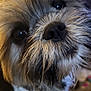 dog, close_up, fluffy, pet, animal, face, fur, nose, eyes, indoor, cute, curious, portrait, mammal, whiskers, domestic_animal, canine, furry, companion, friendly