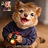 animal_face, background_blur, child, closeup, composite_image, cute, furry, happy, holding, hybrid, indoor, inset_photo, playful, portrait, smiling, sweater, toddler, toy_car, warm_lighting, website_text