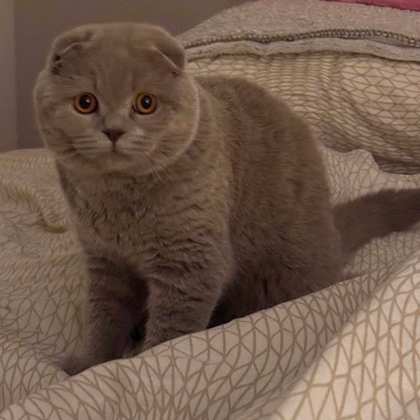 Ulys a rejoint le concours — aidez-le/la à gagner de superbes lots ! abyssinian, animal, bed, bedroom, blanket, bodypart, cat, couch, finger, furniture, hand, homedecor, indoors, kitten, linen, manx, pet, quilt, room, siamese