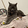 cat, gray_cat, pet, animal, feline, blanket, indoor, cozy, cute, fur, whiskers, relaxed, laying, paws, looking, home, soft, resting, closeup, domestic_cat
