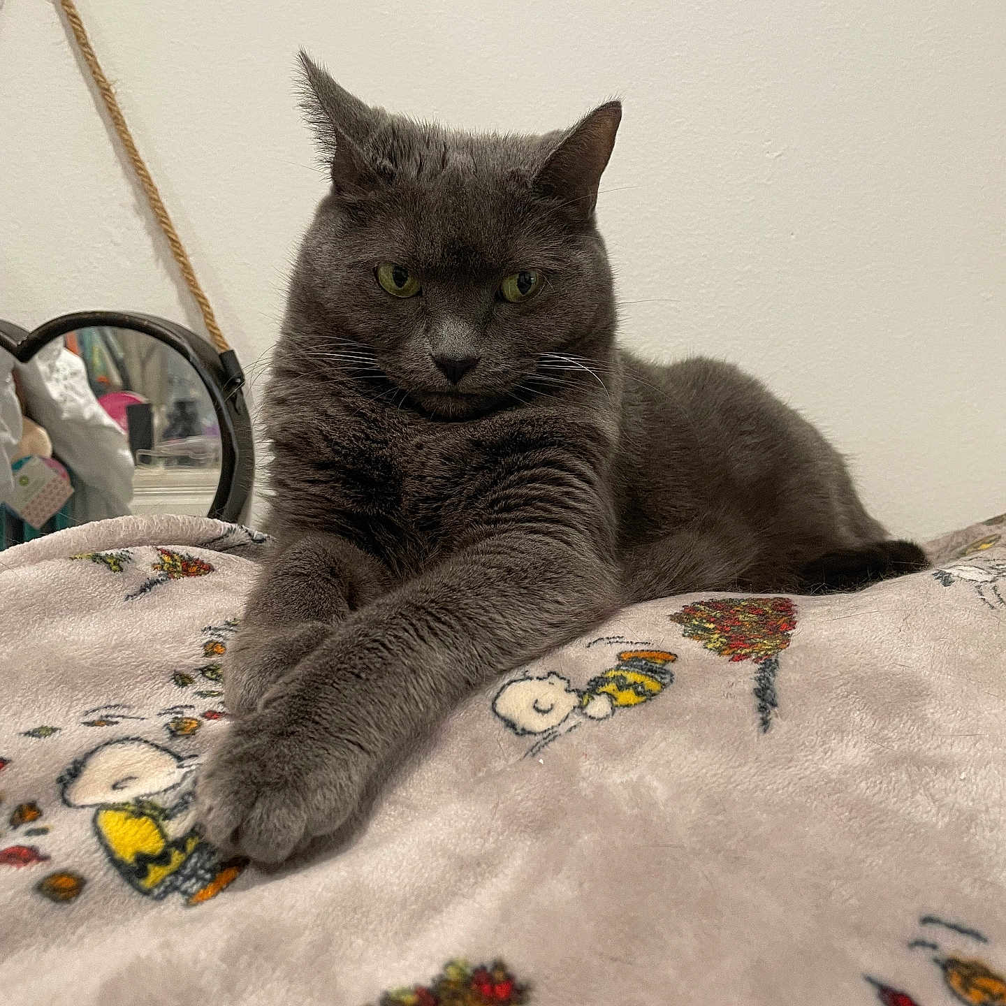 Noel joined the competition — help win amazing prizes! cat, gray_cat, pet, animal, feline, blanket, indoor, cozy, cute, fur, whiskers, relaxed, laying, paws, looking, home, soft, resting, closeup, domestic_cat