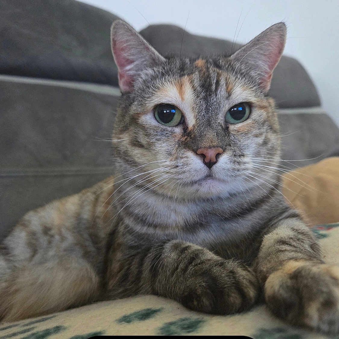 Lizzy participe au concours pour gagner de l'argent avec cette photo : animal, blanket, cat, closeup, couch, cozy, domestic, ears, feline, fur, green_eyes, home, indoor, paw, pet, portrait, relaxed, resting, tabby, whiskers