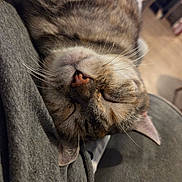 Lizzy a rejoint le concours — aidez-le/la à gagner de superbes lots ! cat, tabby, sleeping, close_up, pink_nose, whiskers, fur, cozy, grey_fabric, indoor, pet, relaxed, cute, animal, domestic_cat, face, resting, soft, feline, napping