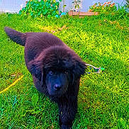 Aura a rejoint le concours — aidez-le/la à gagner de superbes lots ! dog, puppy, black_fur, grass, garden, outdoor, sunlight, plants, greenery, wall, flower_bed, cute, pet, animal, nature, walking, young_dog, fluffy, adorable, daylight