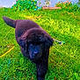dog, puppy, black_fur, grass, garden, outdoor, sunlight, plants, greenery, wall, flower_bed, cute, pet, animal, nature, walking, young_dog, fluffy, adorable, daylight