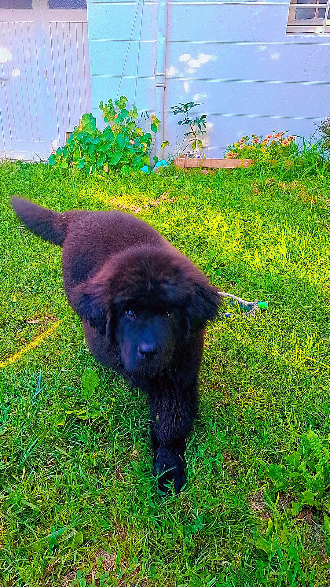 Aura a rejoint le concours — aidez-le/la à gagner de superbes lots ! dog, puppy, black_fur, grass, garden, outdoor, sunlight, plants, greenery, wall, flower_bed, cute, pet, animal, nature, walking, young_dog, fluffy, adorable, daylight