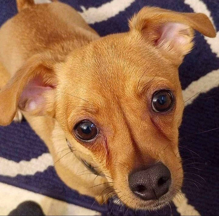 Marlow joined the competition — help win amazing prizes! ancient_dog_breeds, canidae, carnivore, clock, companion_dog, dog, dog_breed, dog_supply, ear, eye, fawn, fur, puppy, snout, sporting_group, terrestrial_animal, toy_dog, whiskers, wood, working_animal