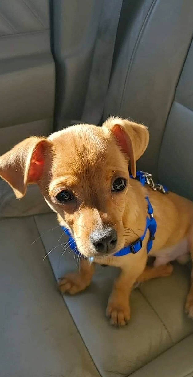 Marlow is registered to the contest to win money with this photo: canidae, carnivore, collar, companion_dog, dog, dog_breed, dog_clothes, dog_collar, dog_supply, fawn, flooring, fur, leash, non_sporting_group, paw, pet_supply, sporting_group, toy_dog, whiskers, working_animal