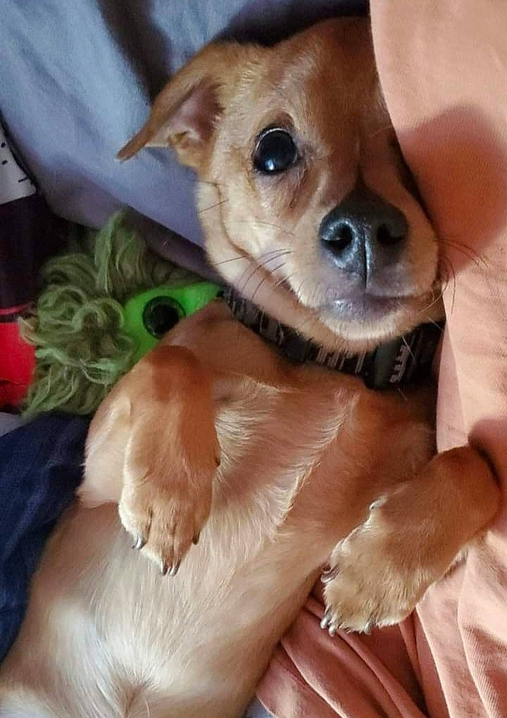 Marlow joined the competition — help win amazing prizes! canidae, carnivore, collar, companion_dog, dog, dog_breed, dog_collar, dog_supply, ear, eye, fawn, fur, non_sporting_group, paw, puppy, snout, sporting_group, toy_dog, whiskers, working_animal