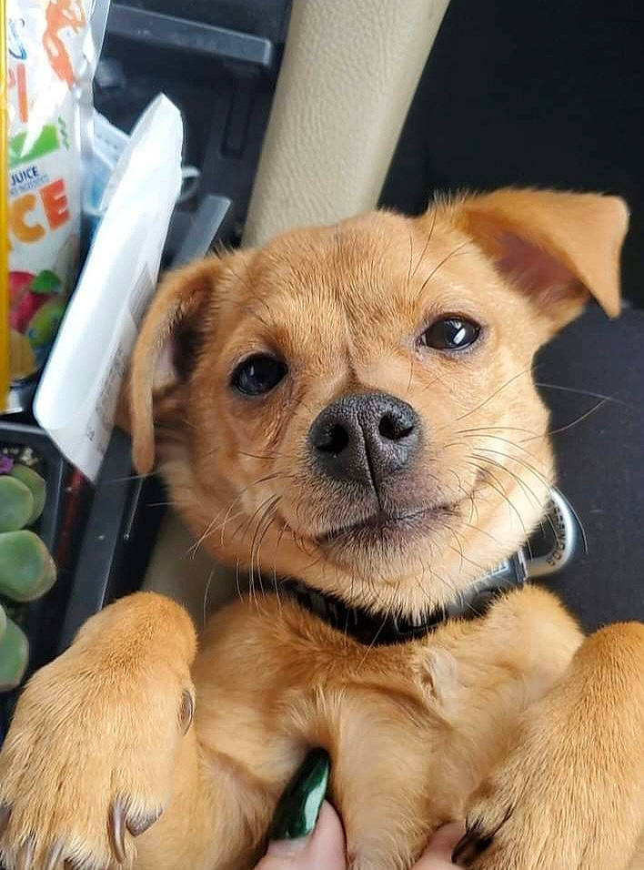 Marlow is registered to the contest to win money with this photo: ancient_dog_breeds, box, canidae, carnivore, companion_dog, dog, dog_breed, fawn, fur, non_sporting_group, paw, snout, sporting_group, toy_dog, whiskers, working_animal