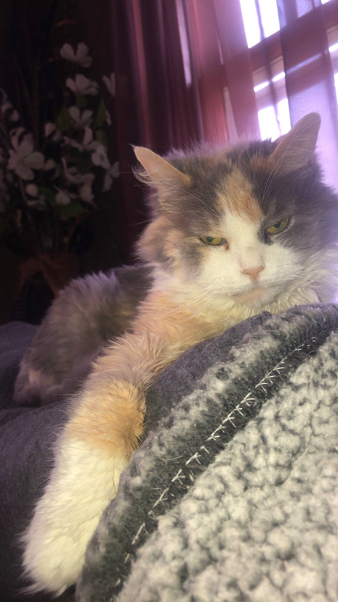 Carly is registered to the contest to win money with this photo: aegean_cat, carnivore, cat, domestic_long_haired_cat, domestic_short_haired_cat, fawn, felidae, fur, kitten, maine_coon, mammal, norwegian_forest_cat, ragamuffin, small_to_medium_sized_cats, whiskers