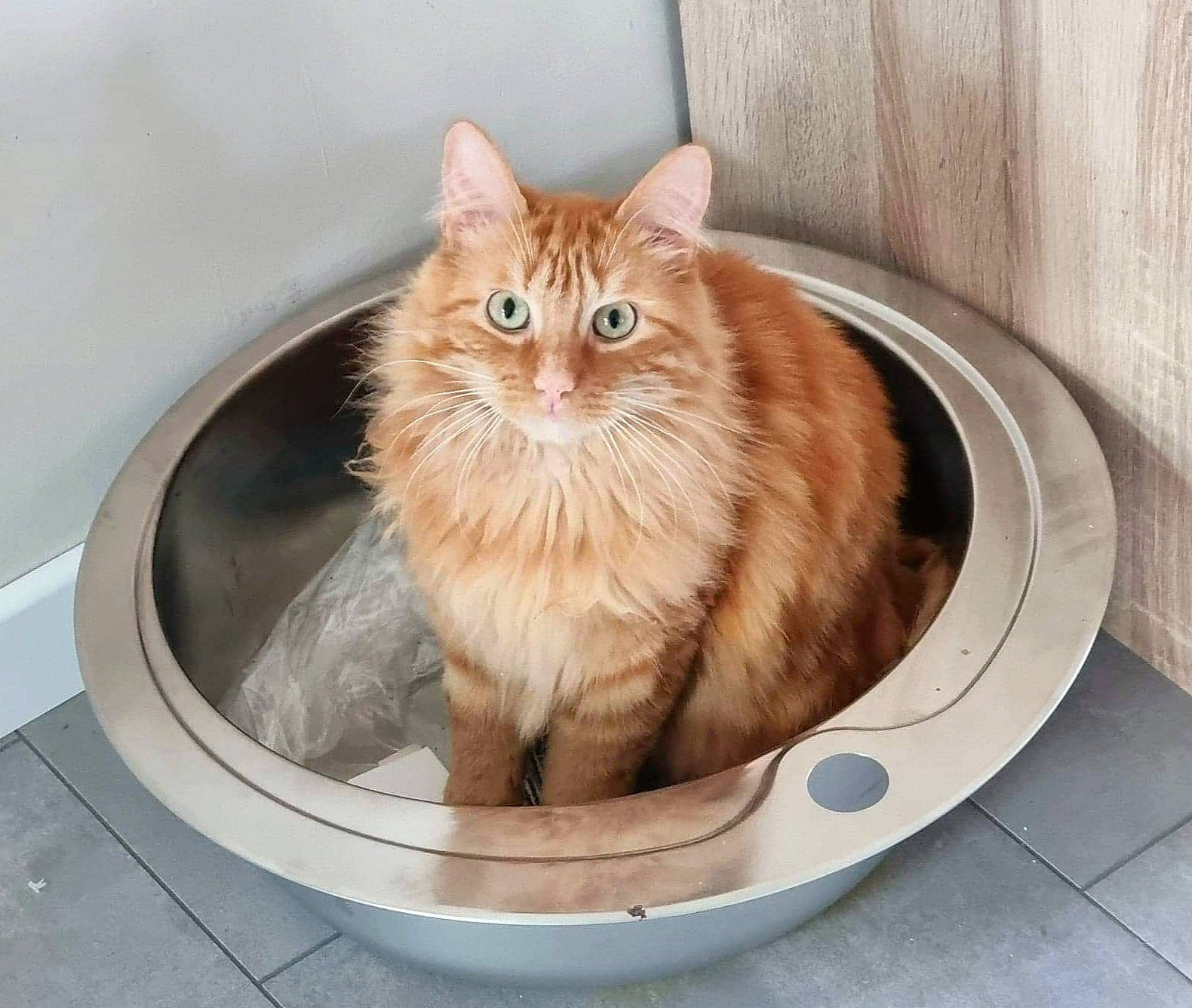 Garfield a rejoint le concours — aidez-le/la à gagner de superbes lots ! box, british_longhair, carnivore, cat, cat_supply, domestic_short_haired_cat, fawn, felidae, fur, hardwood, paw, plumbing, plumbing_fixture, ragdoll, small_to_medium_sized_cats, snout, tail, whiskers, window, wood