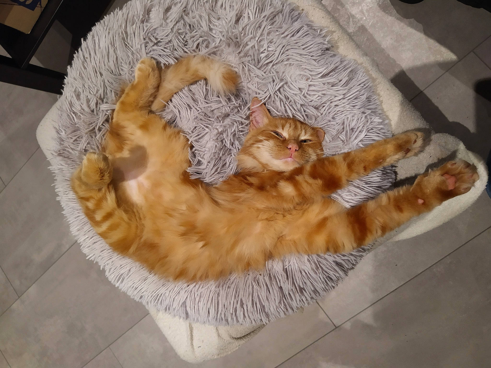 Garfield participe au concours pour gagner de l'argent avec cette photo : bed, canidae, carnivore, cat, cat_bed, cat_supply, comfort, companion_dog, dog_breed, fawn, felidae, flooring, fur, hardwood, small_to_medium_sized_cats, sporting_group, tail, toy, whiskers, wood