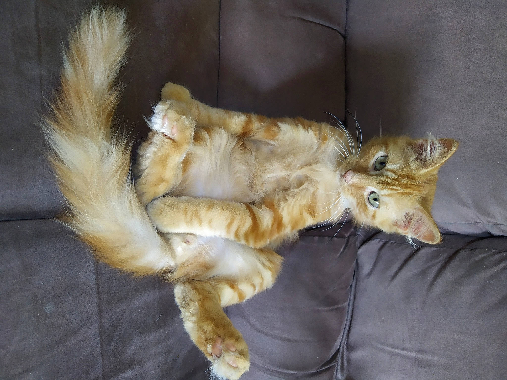 Garfield participe au concours pour gagner de l'argent avec cette photo : carnivore, cat, claw, domestic_short_haired_cat, fawn, felidae, fur, paw, small_to_medium_sized_cats, snout, tail, terrestrial_animal, whiskers, wildlife