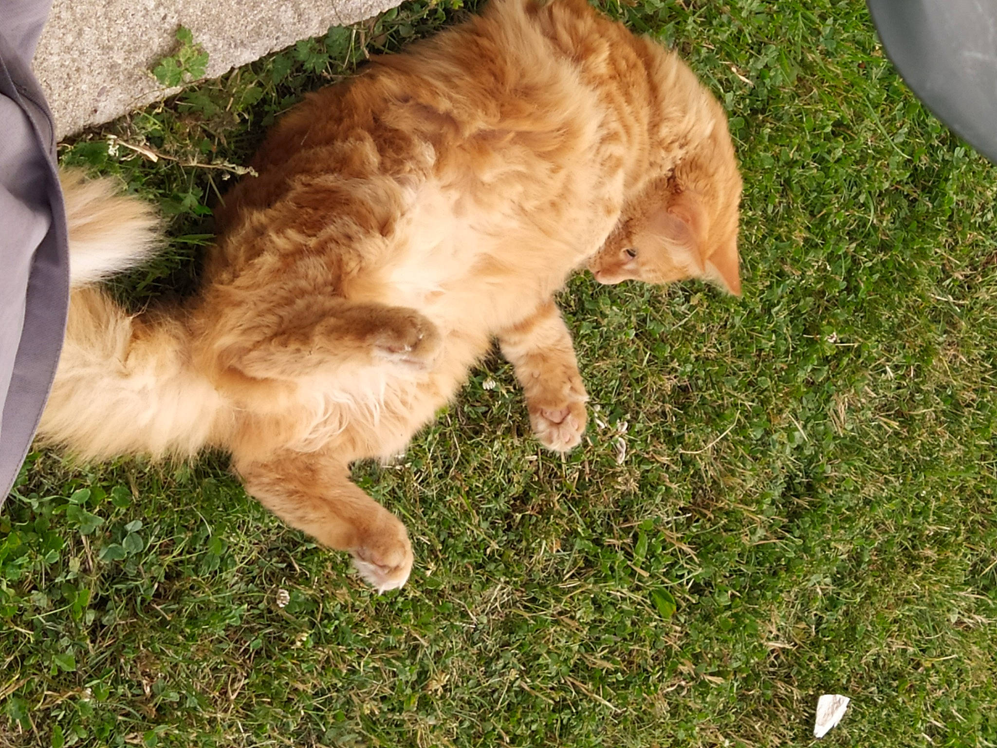 Garfield a rejoint le concours — aidez-le/la à gagner de superbes lots ! canidae, carnivore, cat, claw, companion_dog, dog_breed, fawn, felidae, fur, grass, human_leg, paw, plant, retriever, small_to_medium_sized_cats, snout, sporting_group, tail, terrestrial_animal, whiskers