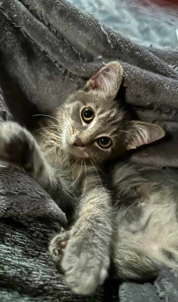 Shady joined the competition — help win amazing prizes! kitten, cat, tabby, gray, blanket, cozy, paws, fur, close_up, cute, pet, indoor, soft, sleeping, resting, playful, animal, young, feline, curious