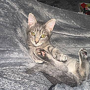 Shady joined the competition — help win amazing prizes! kitten, cat, tabby, paw_pads, curious, green_eyes, blanket, soft_texture, cozy, indoor, pet, feline, cute, resting, young_animal, fur, whiskers, relaxed, animal, bed