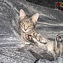 kitten, cat, tabby, paw_pads, curious, green_eyes, blanket, soft_texture, cozy, indoor, pet, feline, cute, resting, young_animal, fur, whiskers, relaxed, animal, bed