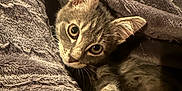 Shady joined the competition — help win amazing prizes! animal, blanket, cat, comfort, cozy, cute, ears, face, fur, gray_tabby, indoor, kitten, paws, pet, relaxed, sleepy, snuggling, soft, whiskers, young