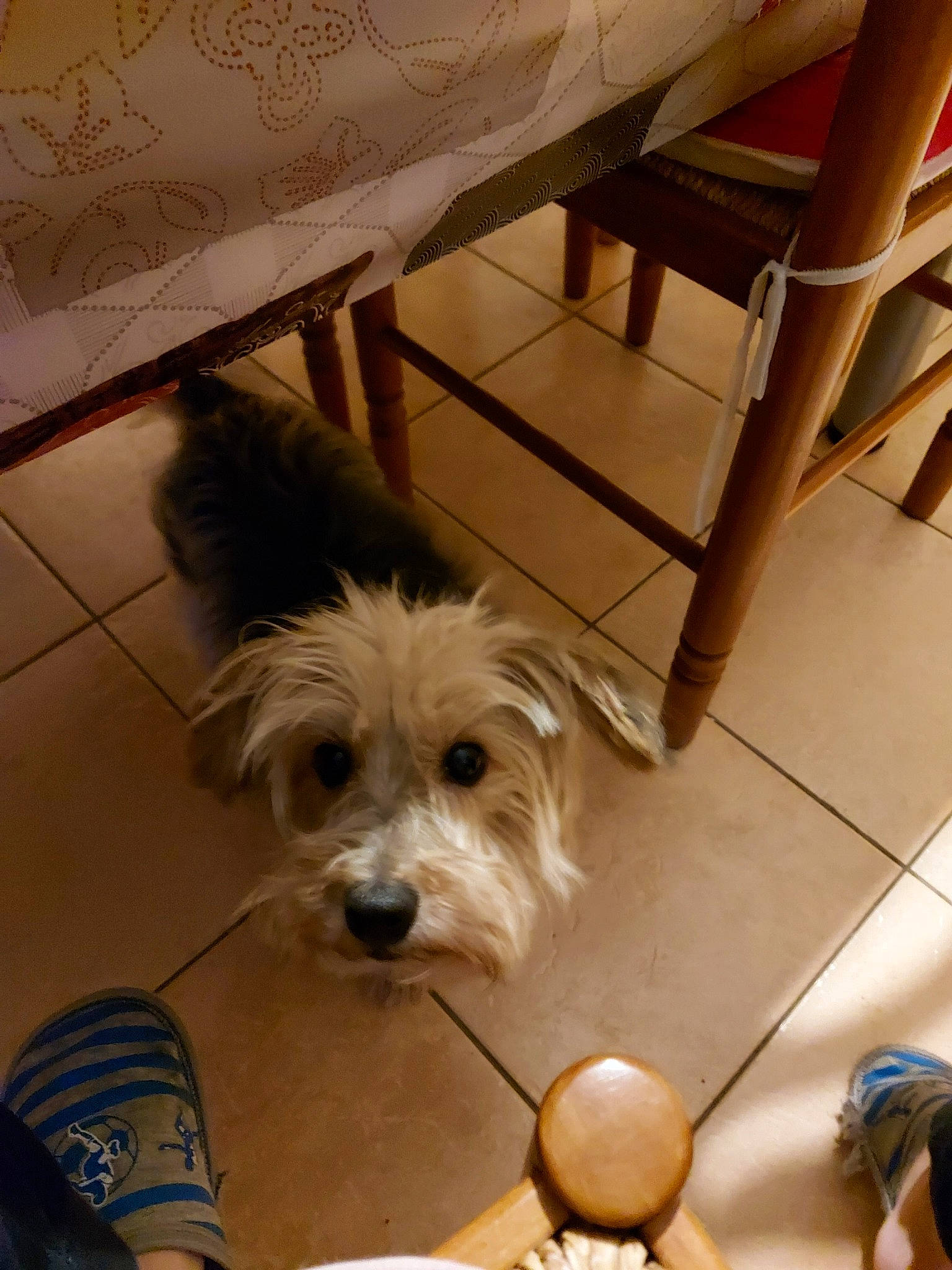 Cacahuète a rejoint le concours — aidez-le/la à gagner de superbes lots ! cairn_terrier, canidae, carnivore, cavachon, companion_dog, dog, dog_breed, dutch_smoushond, glen_of_imaal_terrier, maltese, mammal, morkie, puppy, rare_breed_dog, schnoodle, small_terrier, sporting_lucas_terrier, terrier, vertebrate, west_highland_white_terrier