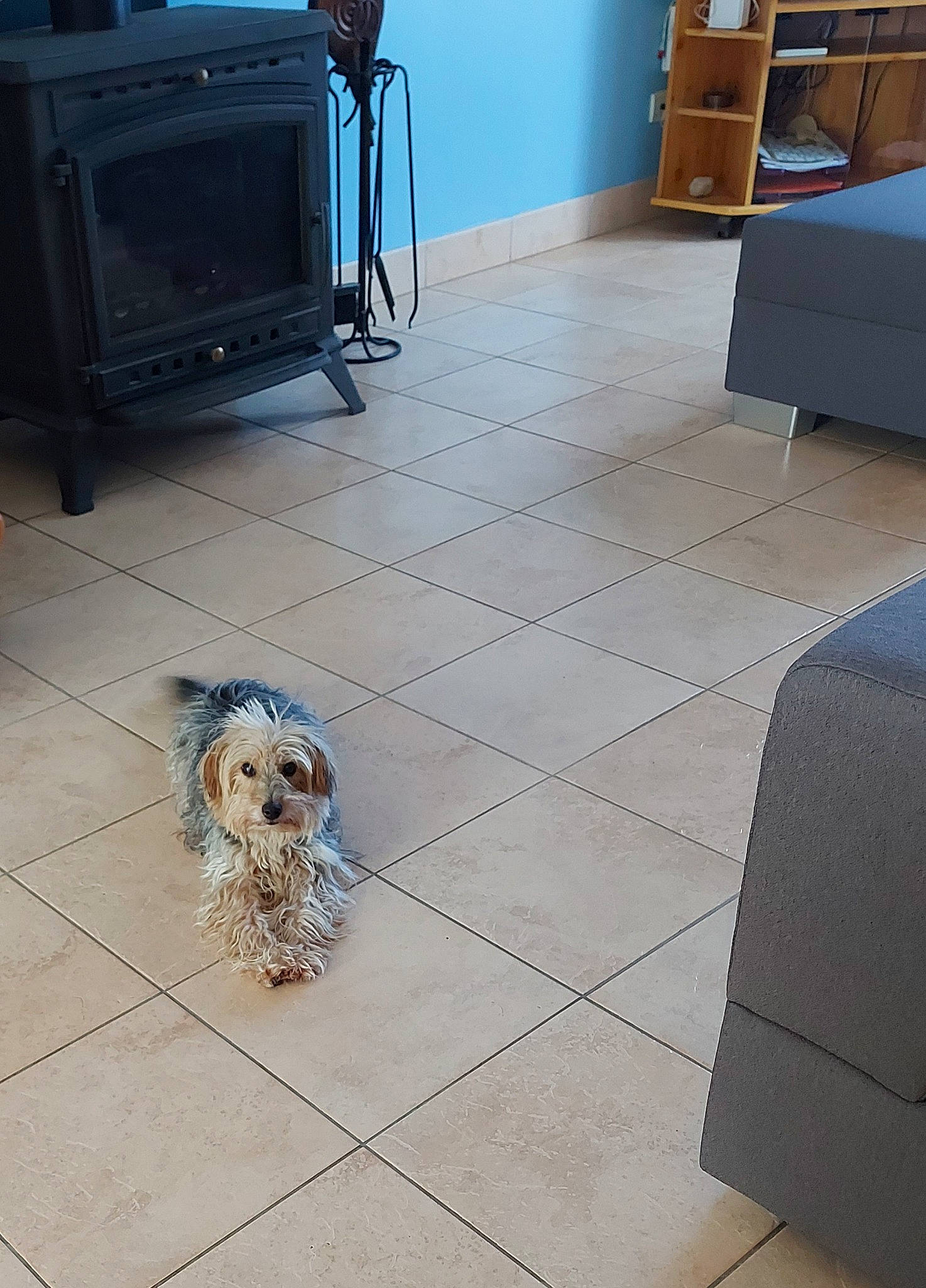 Cacahuète participe au concours pour gagner de l'argent avec cette photo : canidae, carnivore, dog, dog_breed, english_cocker_spaniel, fawn, floor, flooring, hardwood, morkie, sporting_group, tibetan_terrier, tile