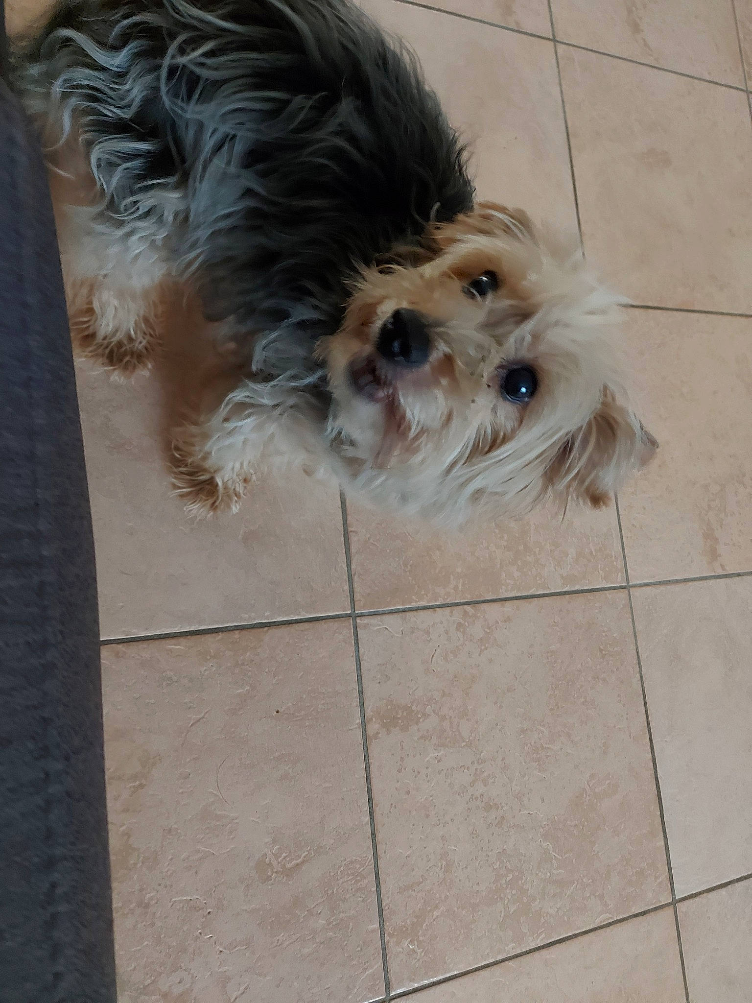 Cacahuète participe au concours pour gagner de l'argent avec cette photo : australian_silky_terrier, canidae, carnivore, cavachon, chinese_imperial_dog, cockapoo, companion_dog, dog, dog_breed, havanese, lowchen, mammal, morkie, snout, sporting_lucas_terrier, terrier, tibetan_terrier, toy_dog, vertebrate, yorkshire_terrier