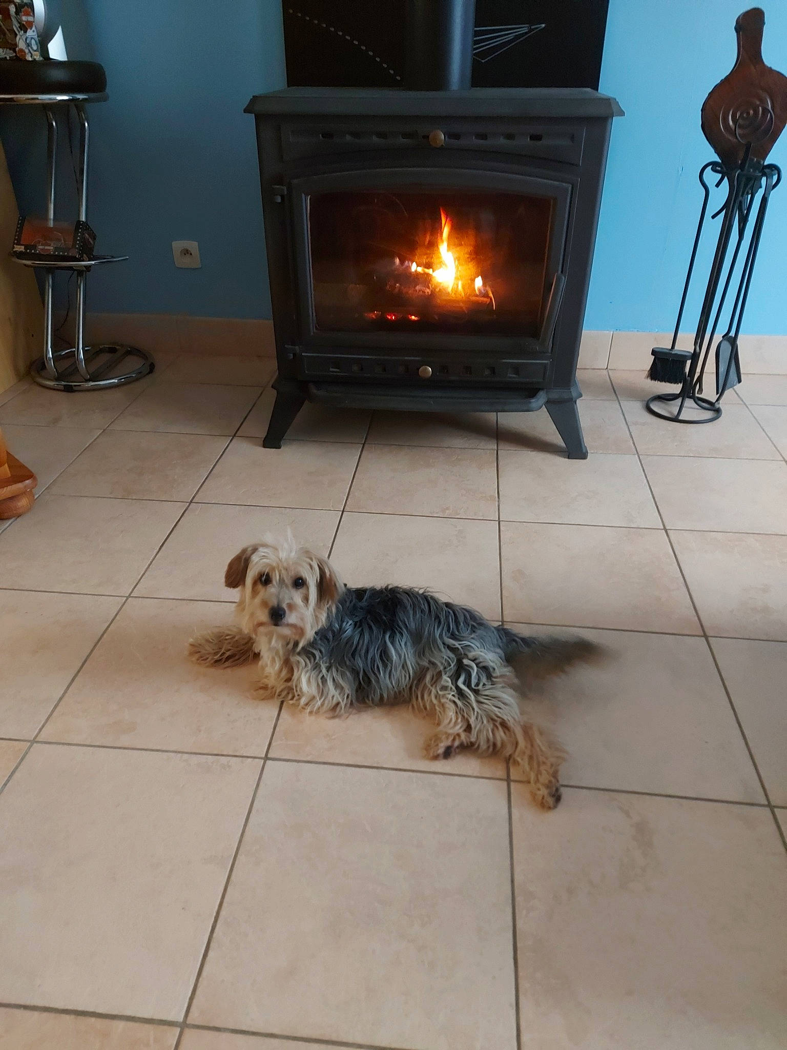 Cacahuète participe au concours pour gagner de l'argent avec cette photo : canidae, carnivore, companion_dog, dog, dog_breed, fireplace, floor, flooring, hardwood, hearth, heat, small_terrier, sporting_group, terrier, tile, wood, wood_burning_stove, wood_flooring, yorkshire_terrier